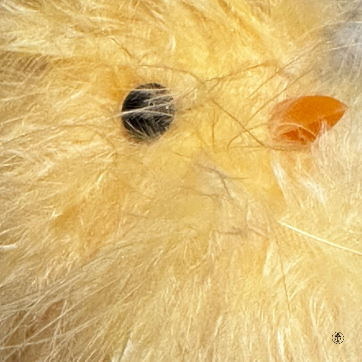 Fuzzy Chicks S/3 Easter Home Décor